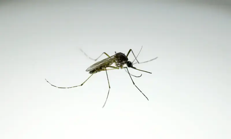 Officials Report Local Chikungunya Spread in Nowshera